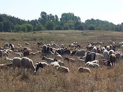 Schafe bei der Landschafspflege  