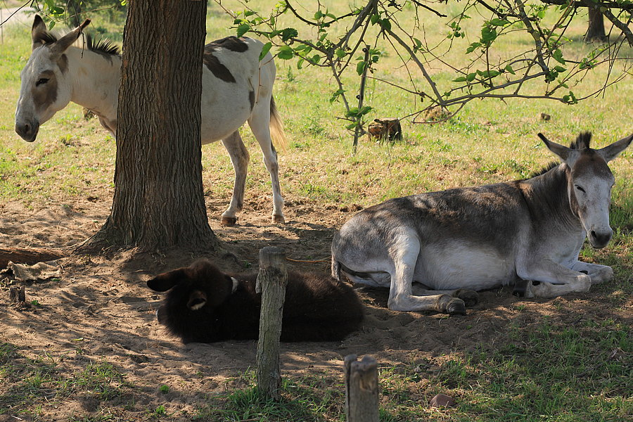 Drei Esel in den Griesheimer Dünen, Landschaftspfleger zur Mittagszeit  